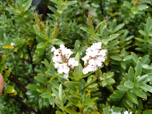 Veronica topiaria (Topiary Hebe)