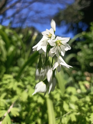 Allium triquetrum (Three-cornered garlic)