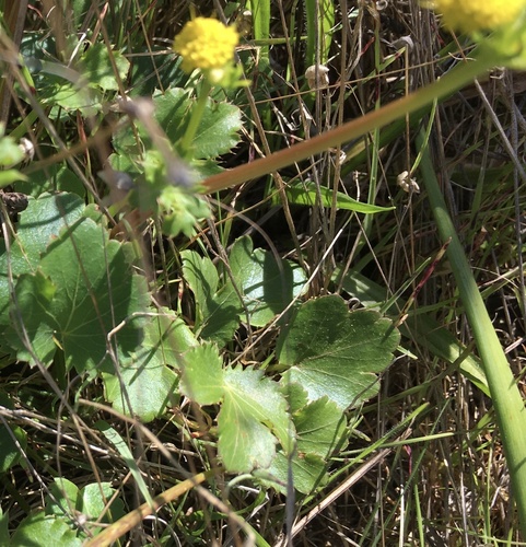 Sanicula crassicaulis (Pacific Sanicle)