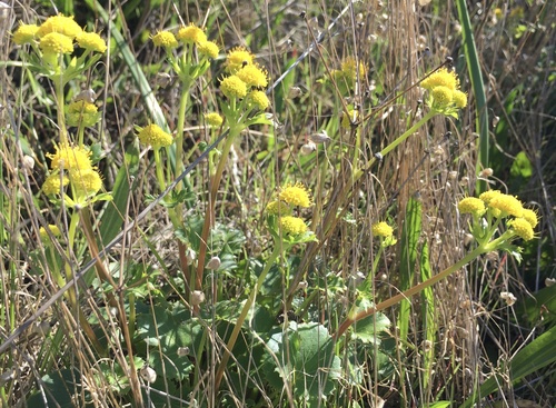 Sanicula crassicaulis (Pacific Sanicle)