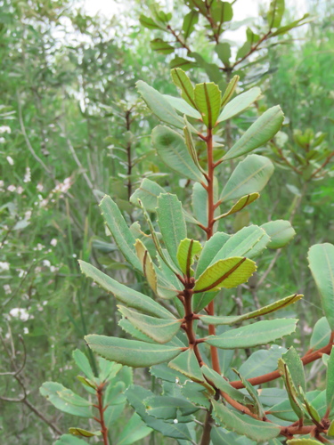 Banksia oblongifolia (Rusty Banksia)