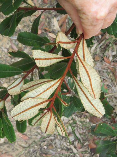 Banksia oblongifolia (Rusty Banksia) (alternate view 2)