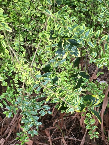Lonicera ligustrina (Boxleaf Honeysuckle)