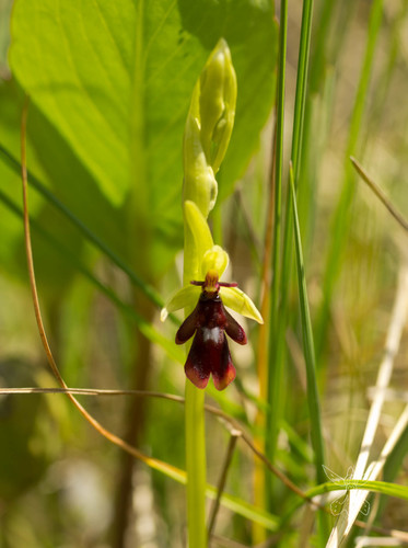 Ophrys insectifera (Fly Orchid)
