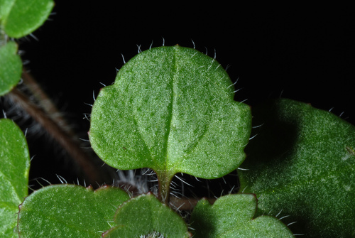 Veronica hederifolia (Ivy-leaved Speedwell)