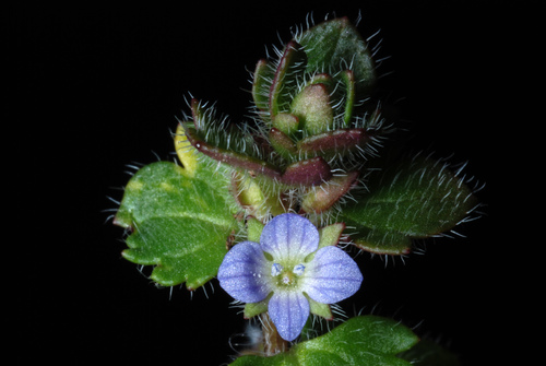 Veronica hederifolia (Ivy-leaved Speedwell)