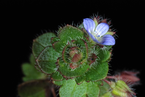 Veronica hederifolia (Ivy-leaved Speedwell)