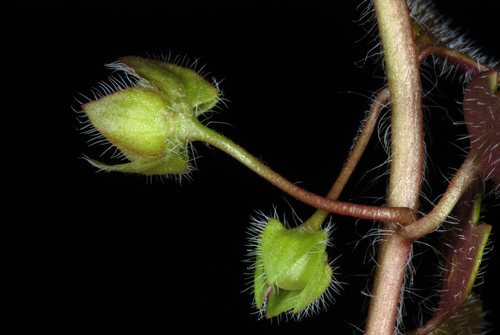 Veronica hederifolia (Ivy-leaved Speedwell)