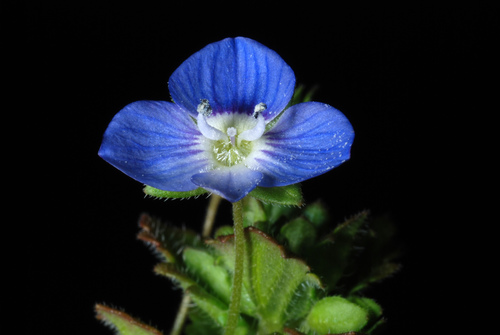 Veronica persica (bird's-eye speedwell)