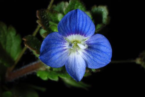 Veronica persica (bird's-eye speedwell)