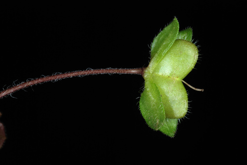 Veronica persica (bird's-eye speedwell)