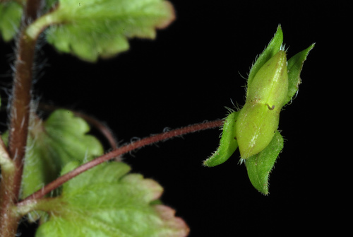 Veronica persica (bird's-eye speedwell)