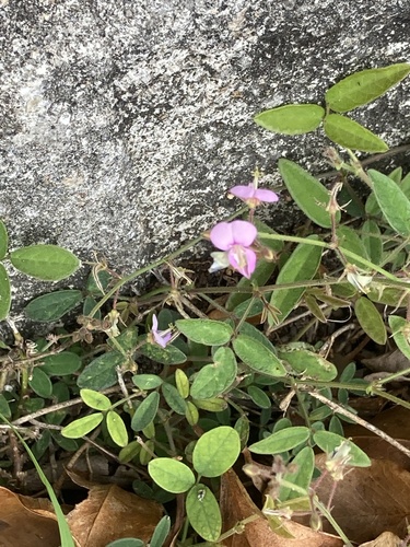 Desmodium incanum (creeping beggarweed) (alternate view 4)