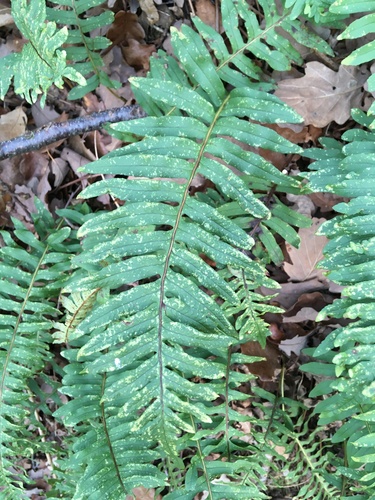 Polypodium interjectum (intermediate polypody)