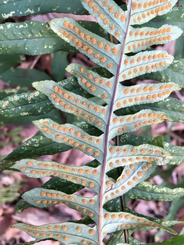 Polypodium interjectum (intermediate polypody)
