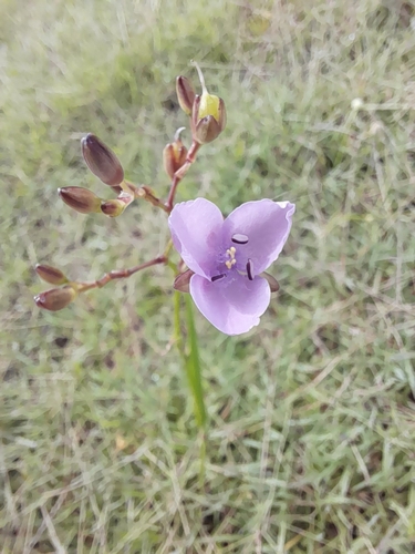 Murdannia graminea (Grass Lily) (alternate view 3)