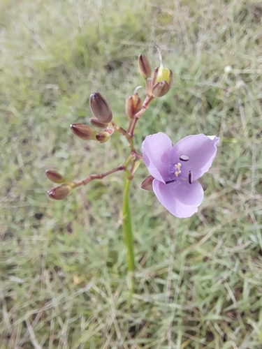 Murdannia graminea (Grass Lily) (alternate view 4)