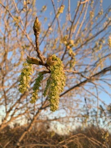 Populus fremontii (Frémont Cottonwood)