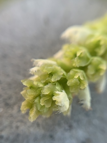 Populus fremontii (Frémont Cottonwood)