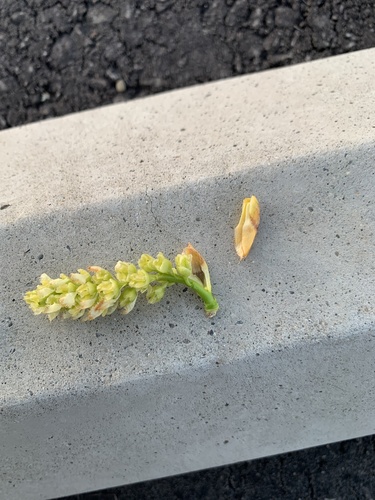 Populus fremontii (Frémont Cottonwood)