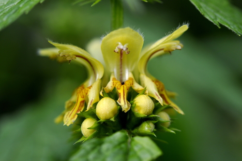 Lamium galeobdolon (yellow archangel)