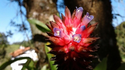 Aechmea (alternate view 7)