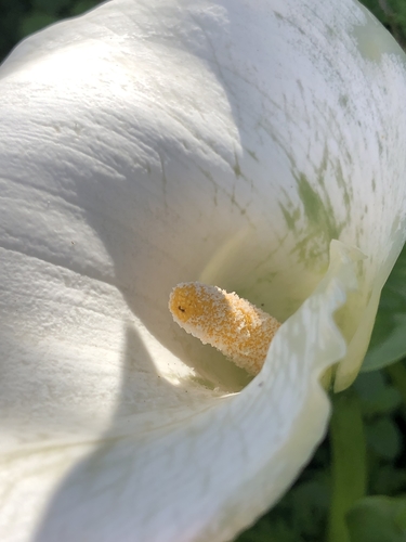 Zantedeschia aethiopica (White Calla Lily)