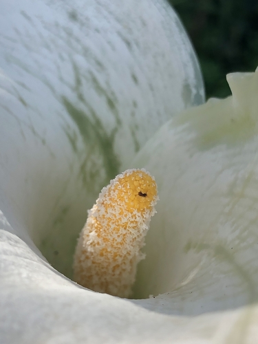 Zantedeschia aethiopica (White Calla Lily)
