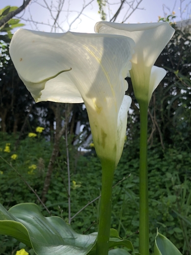 Zantedeschia aethiopica (White Calla Lily)