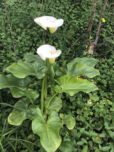 Zantedeschia aethiopica (White Calla Lily)