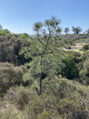 Pinus torreyana (Torrey pine) (alternate view 5)