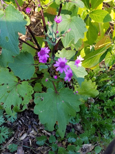 Pericallis × hybrida (Florist's cineraria)