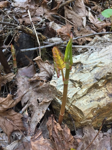Reynoutria japonica (Japanese knotweed)