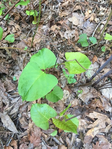 Reynoutria japonica (Japanese knotweed)