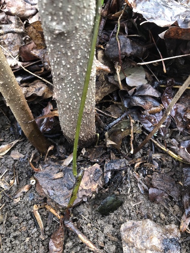 Menispermum canadense (moonseed) (alternate view 4)
