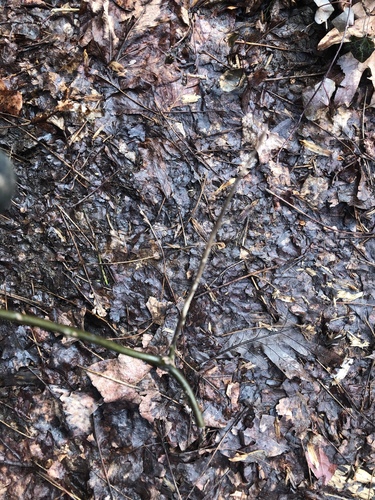 Menispermum canadense (moonseed) (alternate view 2)