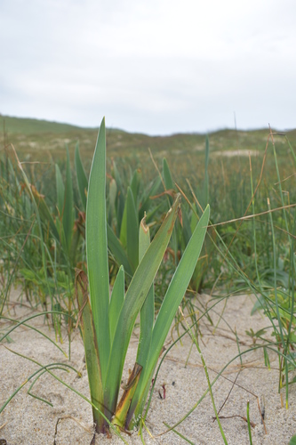 Iris versicolor (northern blue flag)
