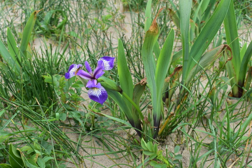 Iris versicolor (northern blue flag)