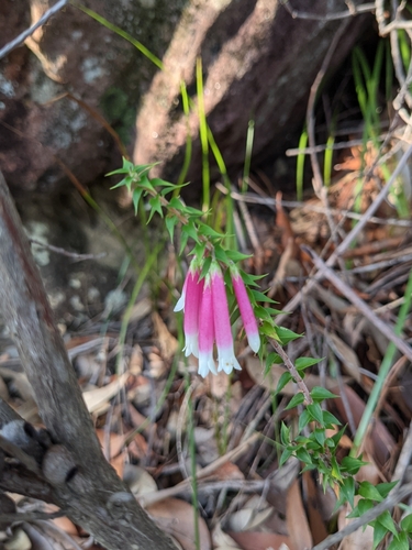 Epacris longiflora (Fuchsia Heath) (alternate view 3)