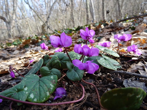 Cyclamen coum (Spring cyclamen)