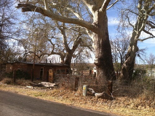 Platanus wrightii (Arizona sycamore)