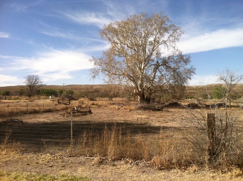 Platanus wrightii (Arizona sycamore) (alternate view 2)