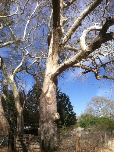 Platanus wrightii (Arizona sycamore) (alternate view 3)
