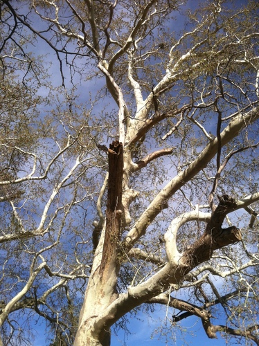 Platanus wrightii (Arizona sycamore) (alternate view 4)