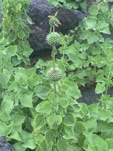 Leonotis (lion's ears) (alternate view 6)