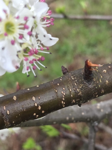 Pyrus calleryana (Callery flowering pear)