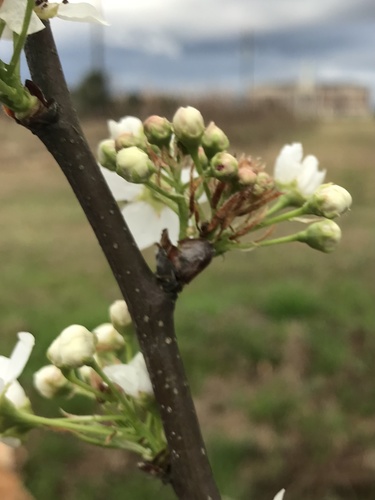 Pyrus calleryana (Callery flowering pear)
