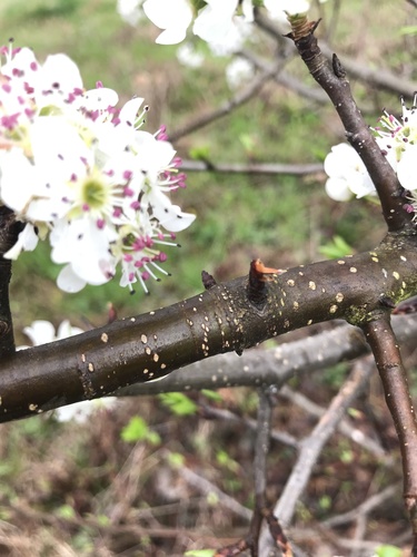 Pyrus calleryana (Callery flowering pear)