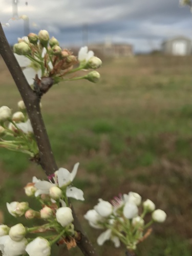 Pyrus calleryana (Callery flowering pear)