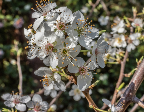 Prunus cerasifera (purple leaf plum, cherry plum)